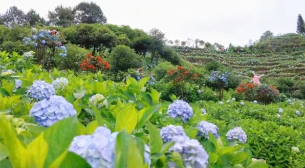 石龍鎮(zhèn)繡球花盛開。劉紀(jì)湄?cái)z