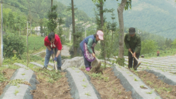 張碧和公婆一處在田間勞作。巫山縣委宣傳部供圖