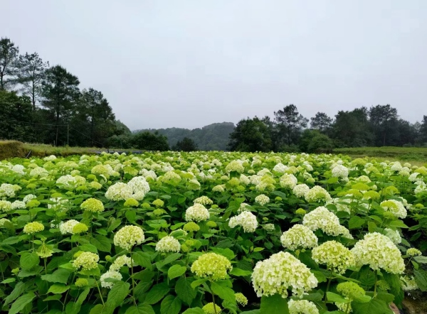 石朝門村成片的繡球花。馬武鎮(zhèn)供圖