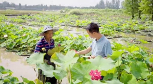 墨紅色荷花等你來取名。大足區(qū)融媒體中心供圖