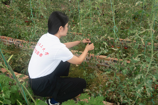 實踐團成員采摘太空蔬菜。重慶理工大學(xué)供圖