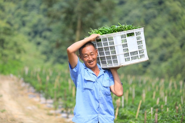 村民扛著一筐辣椒露出豐收的喜悅。胡程攝