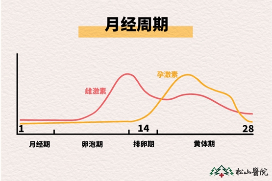 月經(jīng)周期。重慶松山醫(yī)院供圖