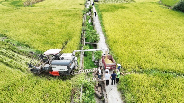 金黃色的谷粒從收割機出糧口傾瀉而下。陳仕川攝