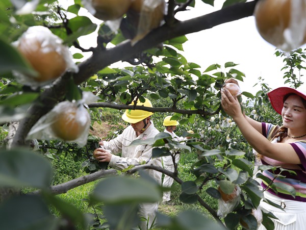 電力員工幫助采摘梨子。國(guó)網(wǎng)重慶永川供電公司供圖