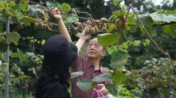 游客體驗采摘。何龍飛攝