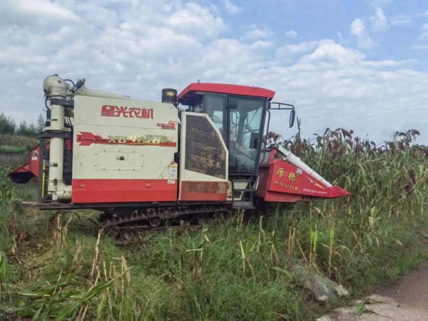 王場鎮(zhèn)高粱基地。重慶市供銷合作總社供圖