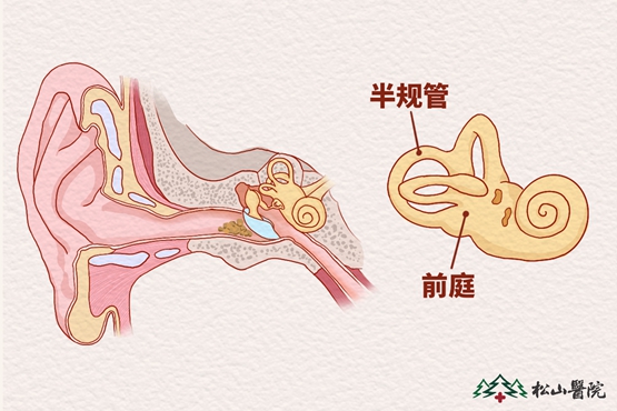 前庭系統(tǒng)。重慶松山醫(yī)院供圖