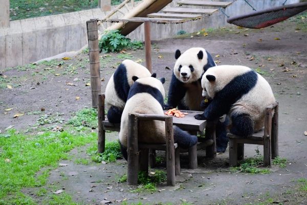 重慶動物園熊貓人氣高。曹鳴鷗攝