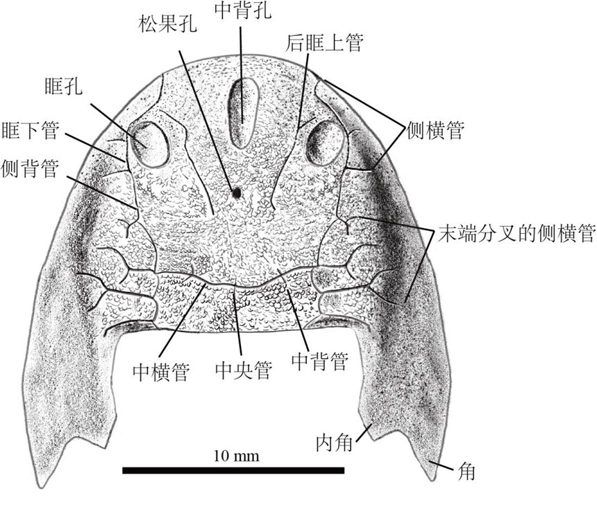 雙叉苗家魚頭甲素描圖。重慶市規(guī)劃和自然資源局供圖